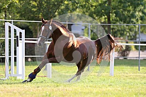 Purebred horse runs gallop in summer corral between metal fences