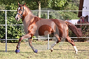 Purebred horse runs gallop in summer corral between metal fences