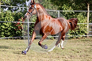 Purebred horse runs gallop in summer corral between metal fences