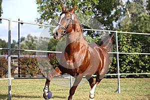 Purebred horse runs gallop in summer corral between metal fences