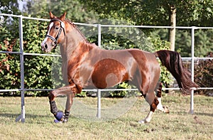 Purebred horse runs gallop in summer corral between metal fences