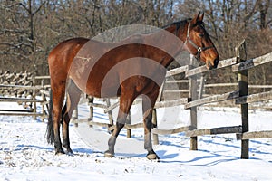 Purebred horse standing in winter corral rural scene