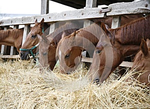 Purebred horses with their heads down eating hay