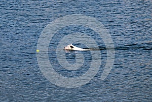 Purebred hunt dog training to swim for thrown ball and bring it from water