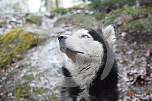 A purebred husky dog in black and white is sitting in the rain forest. Portrait of a wet long-haired dog, raindrops on the coat,