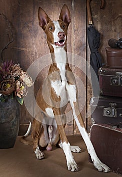 Purebred Ibizan Hound dog indoors