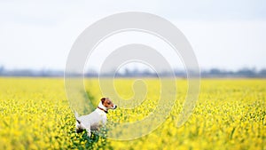 Purebred Jack Russel Terrier puppy on yellow rape field