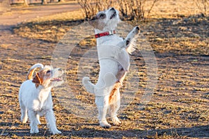 Purebred Jack Russel Terrier two dog outdoors in the nature on grass park spring day. Performs tricks and commands of the host.