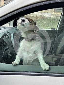 A purebred Jack Russell dog looks out of a car window. Dog in cars in the front seat. A pet guards the car