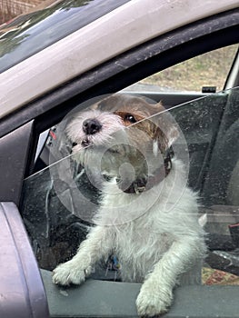 A purebred Jack Russell dog looks out of a car window. Dog in cars in the front seat. A pet guards the car