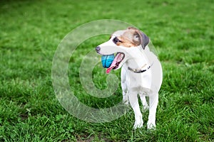 Purebred Jack Russell Terrier dog outdoors on nature in the grass. Happy dog â€‹â€‹in the park is playing with a toy.