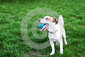 Purebred Jack Russell Terrier dog outdoors on nature in the grass. Happy dog â€‹â€‹in the park on a walk plays with a toy.
