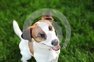 Purebred Jack Russell Terrier dog outdoors on nature in the grass on a summer day. Happy dog â€‹â€‹sits in the park.