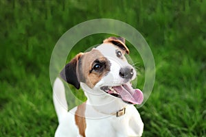 Purebred Jack Russell Terrier dog outdoors on nature in the grass on a summer day. Happy dog â€‹â€‹sits in the park.