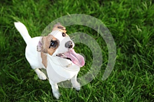 Purebred Jack Russell Terrier dog outdoors on nature in the grass on a summer day. Jack Russell Terr
