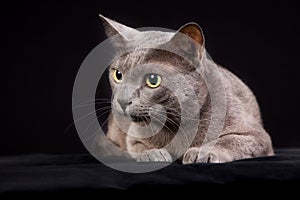 Purebred Korat cat