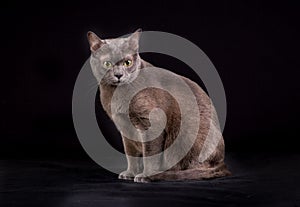 Purebred Korat cat