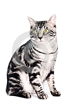 Purebred Kunashir cat