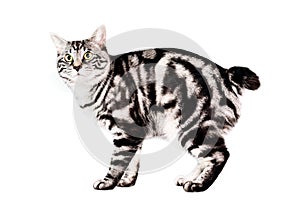 Purebred Kunashir cat