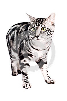 Purebred Kunashir cat
