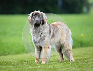 Purebred Leonberger dog