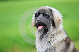 Purebred Leonberger dog