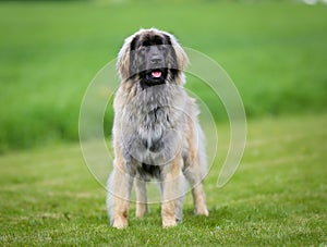 Purebred Leonberger dog photo