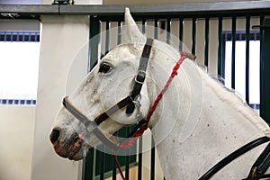 Purebred lipizzaner horse standing in the stable photo