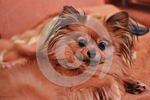 Purebred little brown dog Spitz with long hair