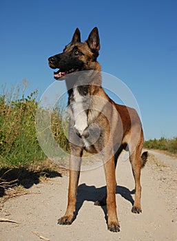 Purebred malinois