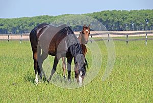 Purebred mare and foal on pasture