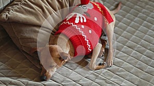 A purebred Miniature Pinscher in a red Christmas sweater lies sleeps on a sofa