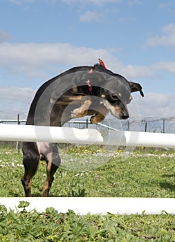 Miniature pinscher in agility