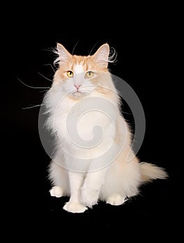 Purebred norwegian forest cat