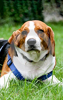 Purebred pedigree Beagle dog lying down