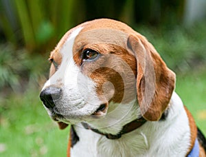 Purebred pedigree Beagle dog lying down on the lawn