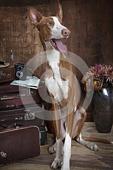Purebred Podenco ibicenco dog indoors photo