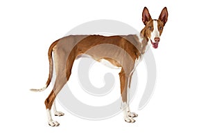 Purebred Podenco ibicenco dog isolated on white