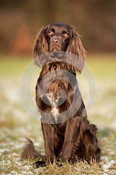 Purebred pointer dog