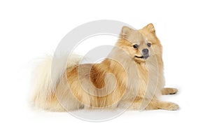 Purebred Pomeranian dog on a white background