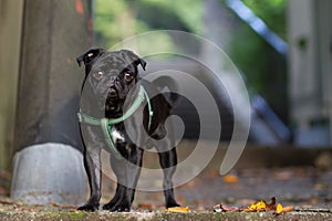 Purebred pug dog black color photo