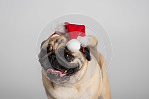 purebred pug dog in santa hat