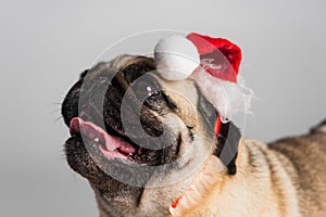 purebred pug dog in santa hat