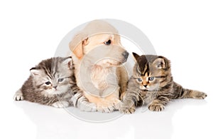 Purebred puppy dog and two british kittens lying in front. isolalated