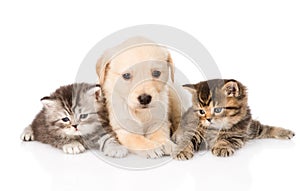 Purebred puppy dog and two british kittens lying in front. isolated