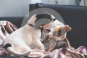 Purebred puppy jack russell terrier playing with his mother at home on the couch.