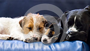 Purebred puppy jack russell terrier playing with his mother at home on the couch.