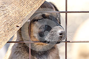 Purebred puppy behind bars in a shelter