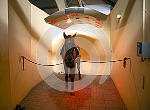 Purebred racehorse sunbathing in special solarium for horses