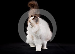 Purebred ragdoll cat